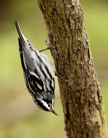 Black-and-White Warbler Mniotilta varia