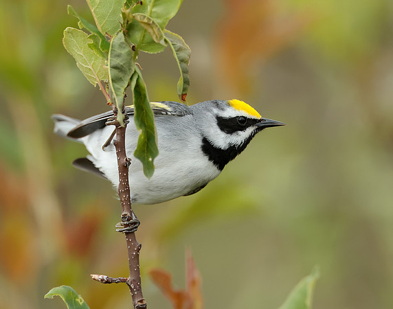 Golden-winged Warbler Vermivora chrysoptera