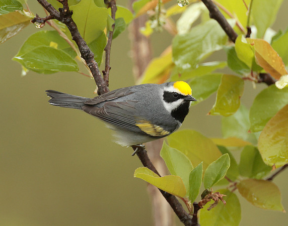 Golden-winged Warbler Vermivora chrysoptera