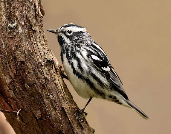 Black-and-White Warbler Mniotilta varia
