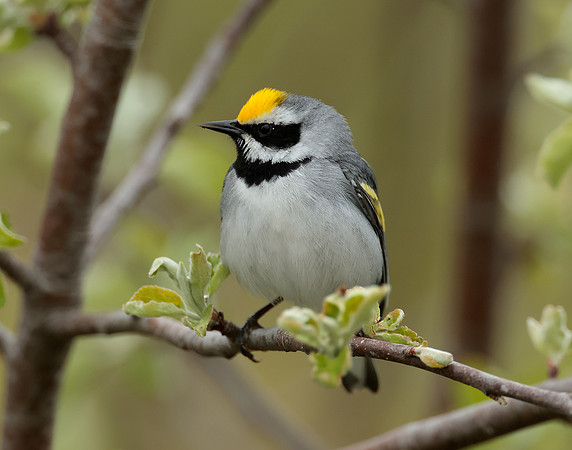 Golden-winged Warbler Vermivora chrysoptera
