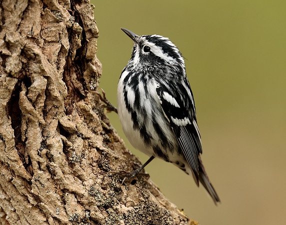Black-and-White Warbler Mniotilta varia