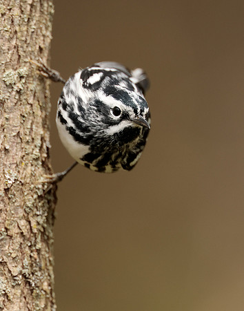Black-and-White Warbler Mniotilta varia