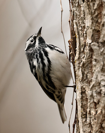 Black-and-White Warbler Mniotilta varia