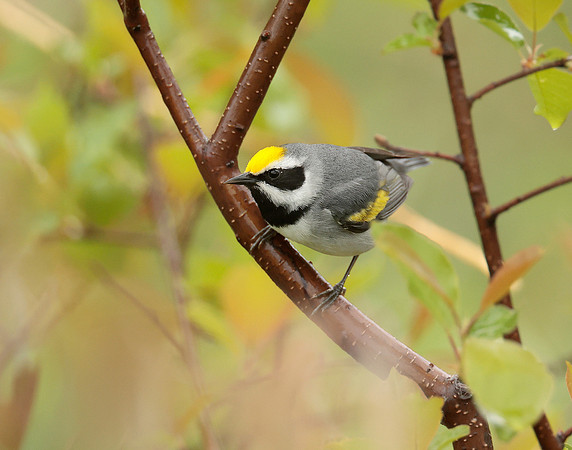 Golden-winged Warbler Vermivora chrysoptera