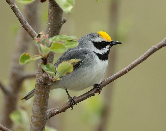 Golden-winged Warbler Vermivora chrysoptera