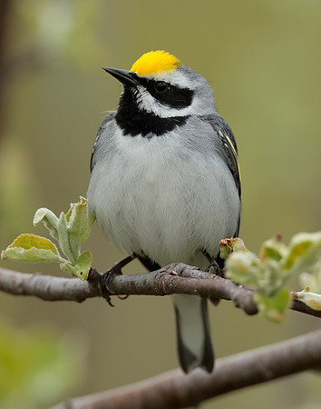 Golden-winged Warbler Vermivora chrysoptera