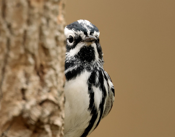 Black-and-White Warbler Mniotilta varia