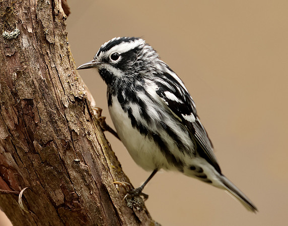 Black-and-White Warbler Mniotilta varia