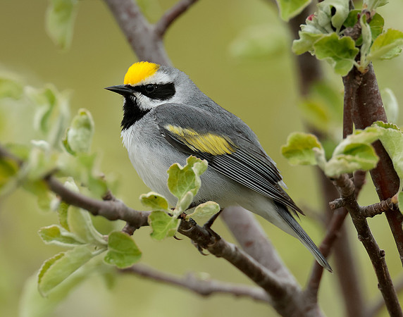 Golden-winged Warbler Vermivora chrysoptera