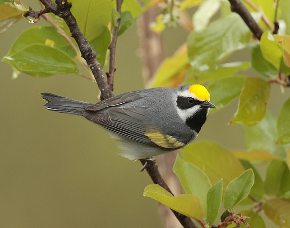 Golden-winged Warbler Vermivora chrysoptera