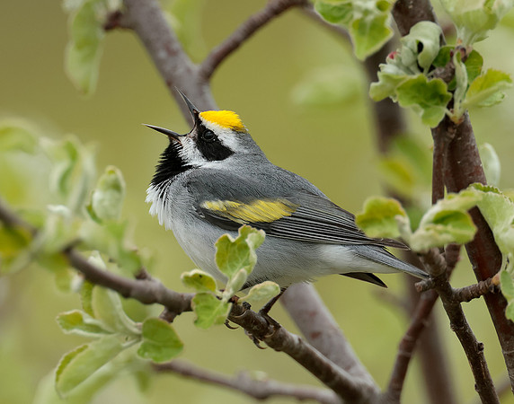 Golden-winged Warbler Vermivora chrysoptera