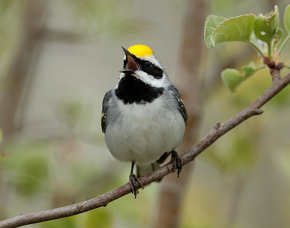 Golden-winged Warbler Vermivora chrysoptera