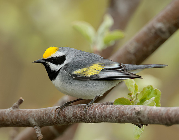 Golden-winged Warbler Vermivora chrysoptera
