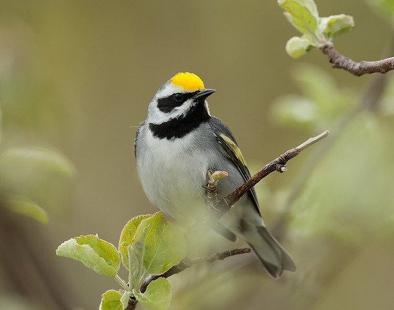 Golden-winged Warbler Vermivora chrysoptera