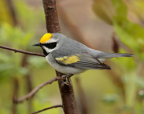 Golden-winged Warbler Vermivora chrysoptera