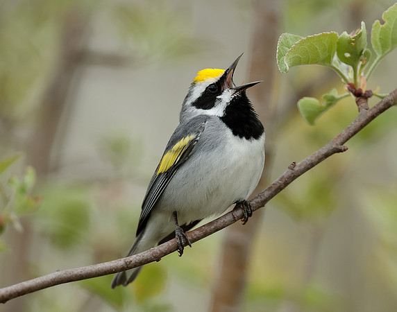 Golden-winged Warbler Vermivora chrysoptera