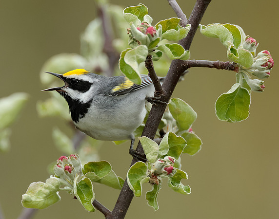 Golden-winged Warbler Vermivora chrysoptera