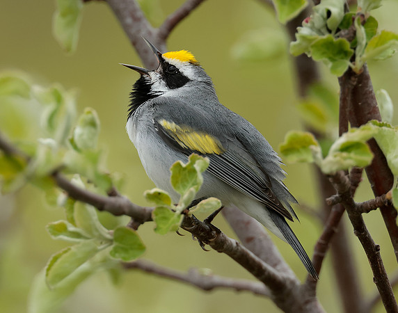 Golden-winged Warbler Vermivora chrysoptera
