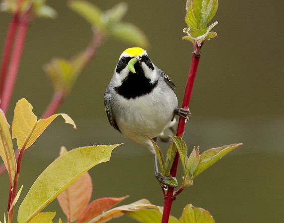 Golden-winged Warbler Vermivora chrysoptera