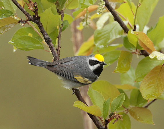 Golden-winged Warbler Vermivora chrysoptera