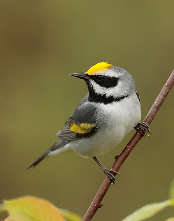 Golden-winged Warbler Vermivora chrysoptera