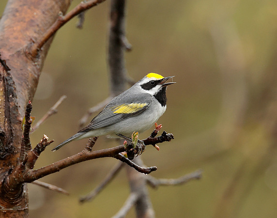Golden-winged Warbler Vermivora chrysoptera