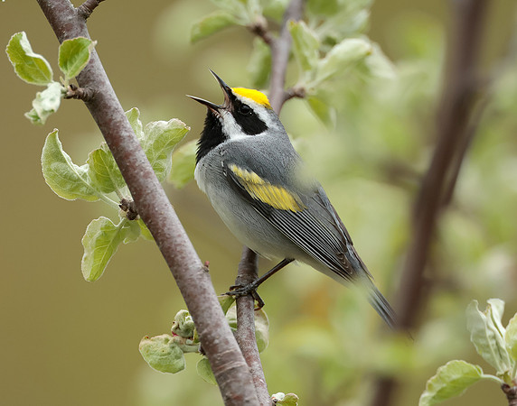 Golden-winged Warbler Vermivora chrysoptera