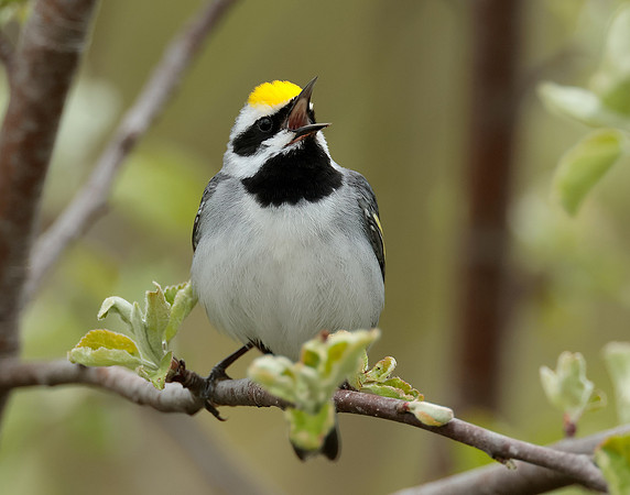 Golden-winged Warbler Vermivora chrysoptera