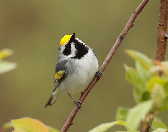 Golden-winged Warbler Vermivora chrysoptera