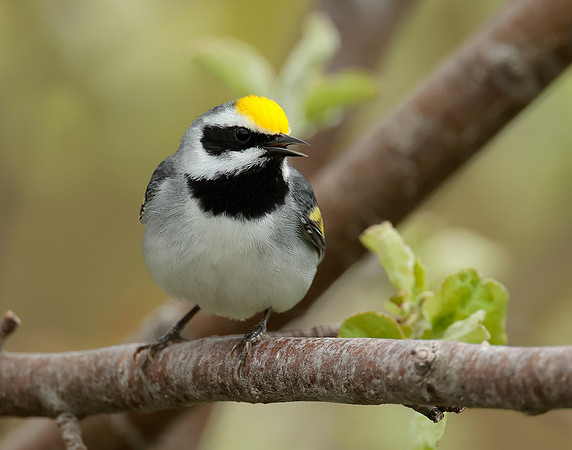 Golden-winged Warbler Vermivora chrysoptera