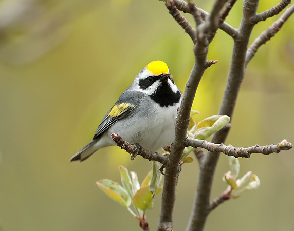 Golden-winged Warbler Vermivora chrysoptera