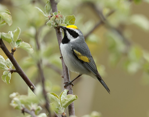 Golden-winged Warbler Vermivora chrysoptera