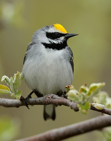 Golden-winged Warbler Vermivora chrysoptera