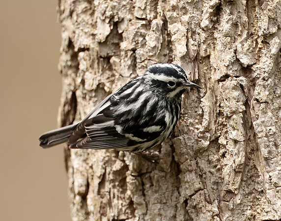 Black-and-White Warbler Mniotilta varia