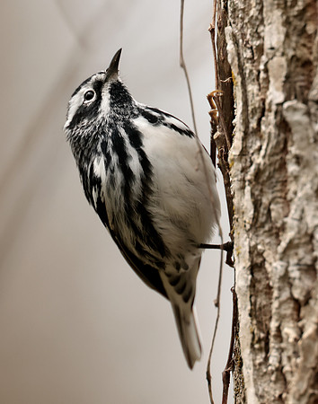 Black-and-White Warbler Mniotilta varia