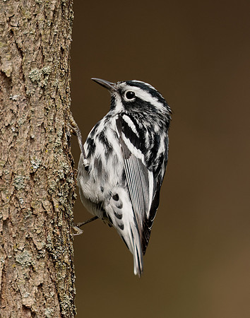 Black-and-White Warbler Mniotilta varia