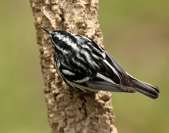 Black-and-White Warbler Mniotilta varia