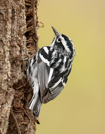 Black-and-White Warbler Mniotilta varia