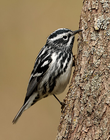 Black-and-White Warbler Mniotilta varia