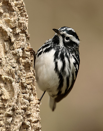 Black-and-White Warbler Mniotilta varia