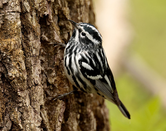 Black-and-White Warbler Mniotilta varia