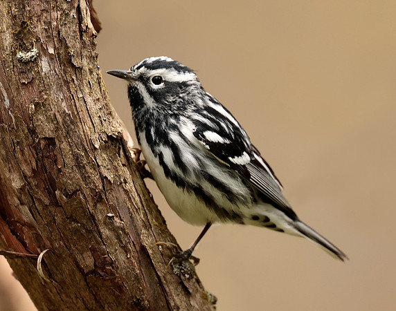 Black-and-White Warbler Mniotilta varia