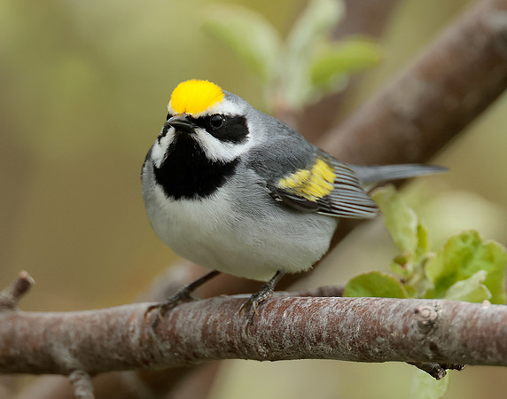 Golden-winged Warbler Vermivora chrysoptera