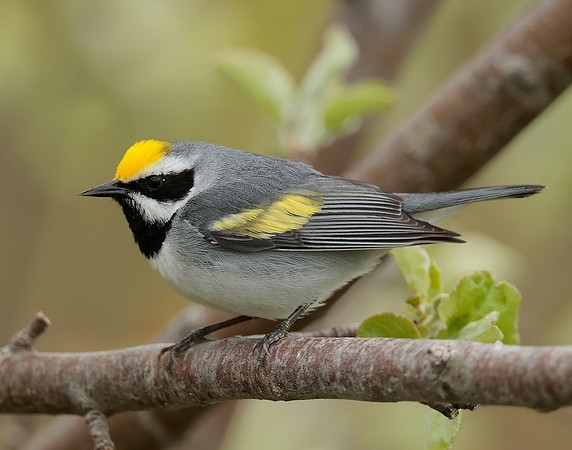 Golden-winged Warbler Vermivora chrysoptera