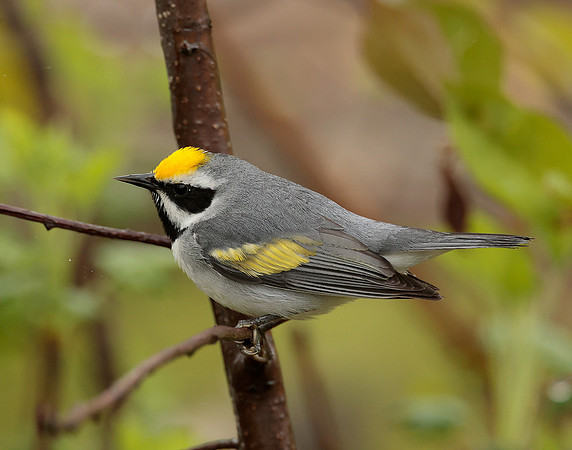 Golden-winged Warbler Vermivora chrysoptera
