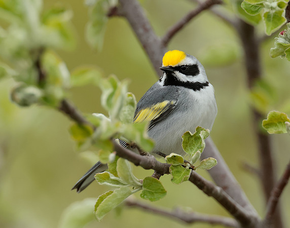 Golden-winged Warbler Vermivora chrysoptera