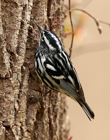 Black-and-White Warbler Mniotilta varia