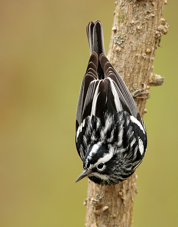 Black-and-White Warbler Mniotilta varia