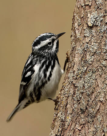 Black-and-White Warbler Mniotilta varia